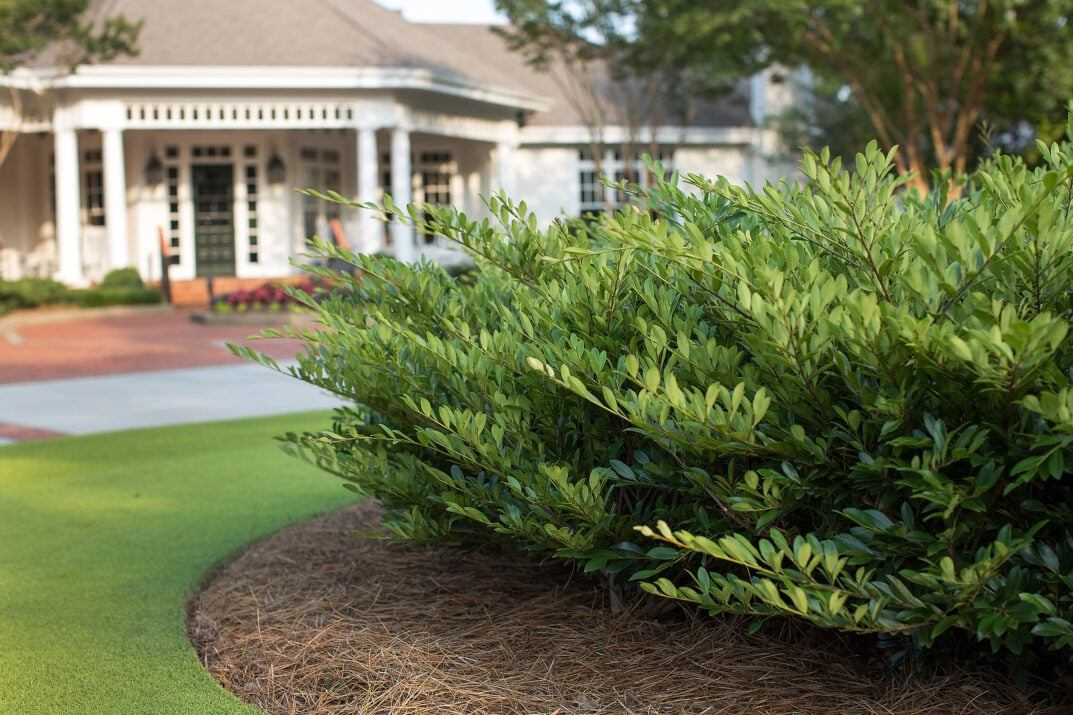 Distylium 'Vintage Jade' PP23128 Vintage Jade Distylium