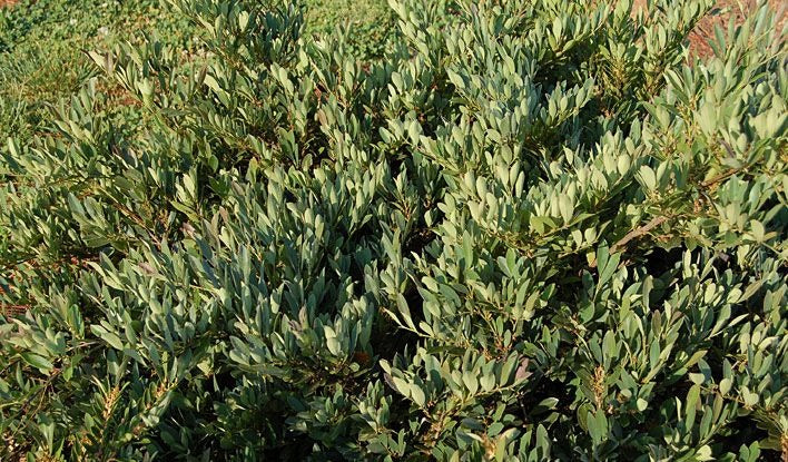 Distylium 'PIIDIST-II' PP#24,409 Blue Cascade® Distylium 3g