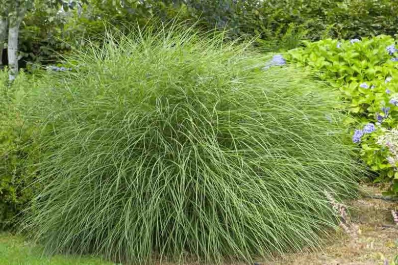 Miscanthus sinensis 'Gracillimus' Gracillimus Maiden Grass