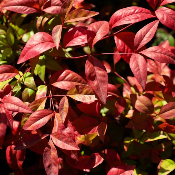 Nandina domestica 'Fire Power' Fire Power Bamboo 3g