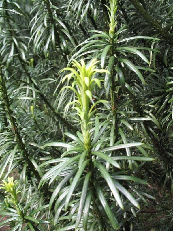 Cephalotaxus harringtonia var. Fastigiata' Fastigiata 7 Gallon