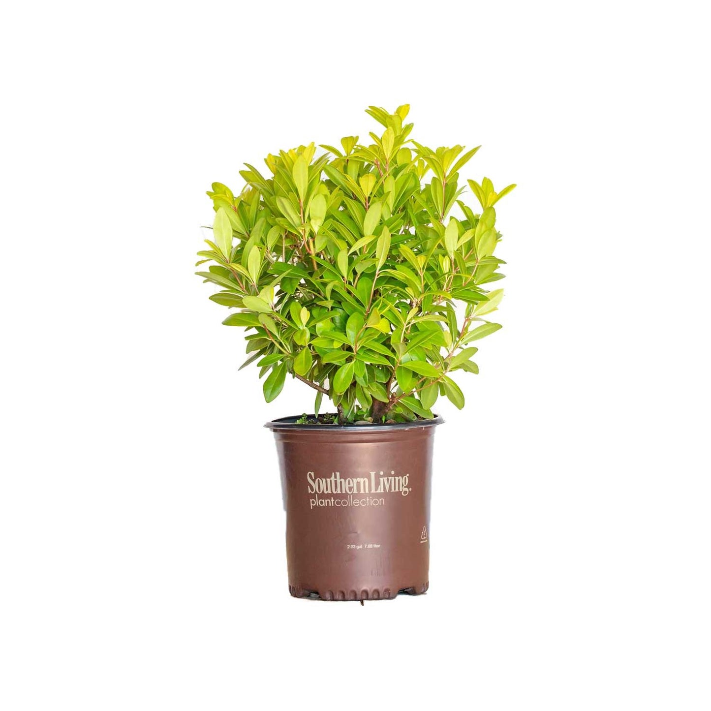 Illicium parviflorum 'Florida Sunshine' Florida Sunshine Anise 3g