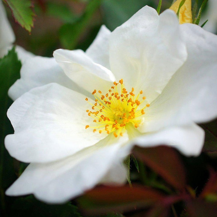 Rosa 'Radwhite' PP 20,273 White Knock Out® 5 Gallon