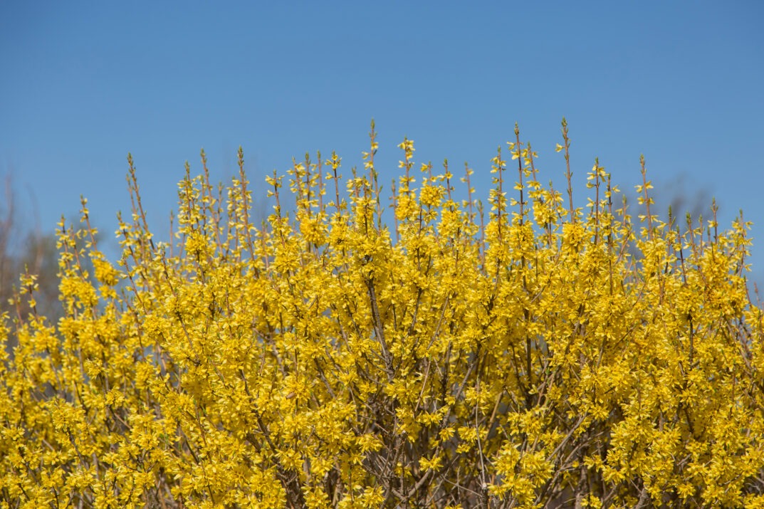 Forsythia 'UMNFOR01' PP35,518 Spring Fling® Forsythia 3g