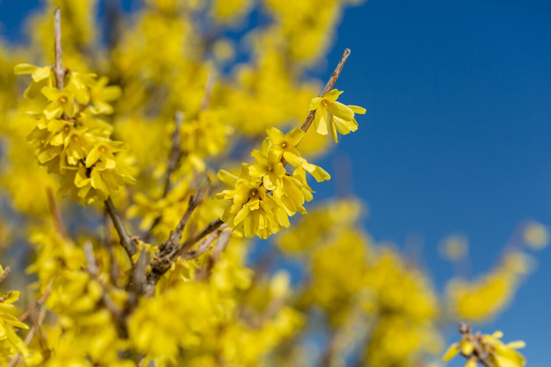 Forsythia 'UMNFOR01' PP35,518 Spring Fling® Forsythia 3g