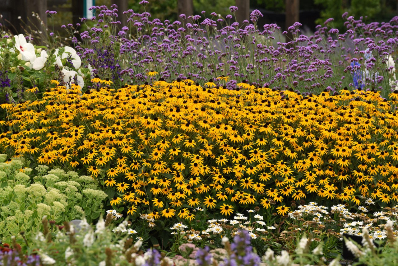 Rudbeckia fulgida var. 'Gold Blitz' Gold Blitz Black-Eyed Susan 1g