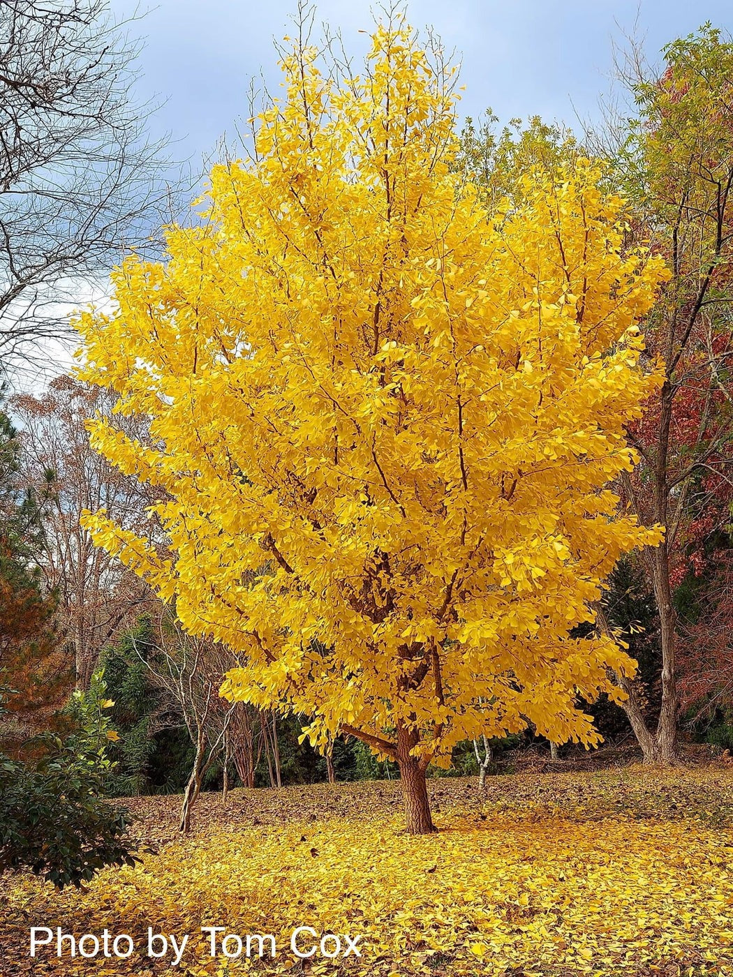 Ginkgo biloba 'Saratoga' Saratoga Maidenhair Tree 10g