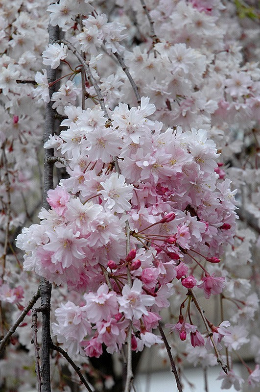 Prunus subhirtella var. pendula Double Pink Weeping Cherry 15g