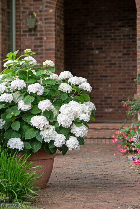 Hydrangea mac. 'Blushing Bride' PP17169 Blushing Bride Reblooming Hydrangea 3g