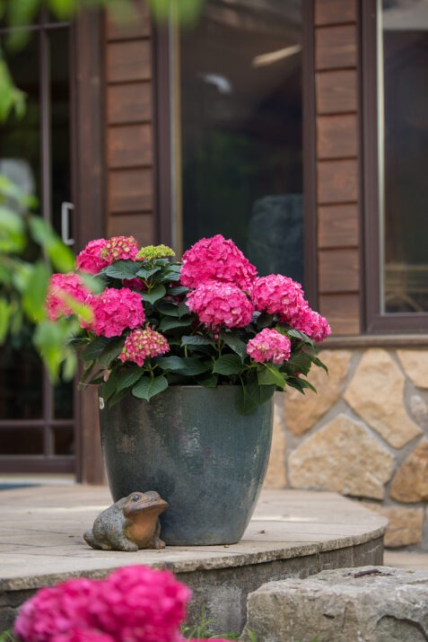 Hydrangea mac. 'Bailmacfive' PP30359 Endless Summer® Summer Crush® Hydrangea