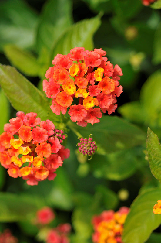 Lantana camara PP20531 Bandana® 'Red Bandana® 'Red Lantana 1 Gallon