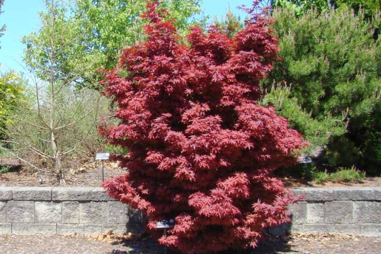 Acer palmatum 'Twombly's Red Sentinel' Twombly's Red Sentinel® Japanese Maple