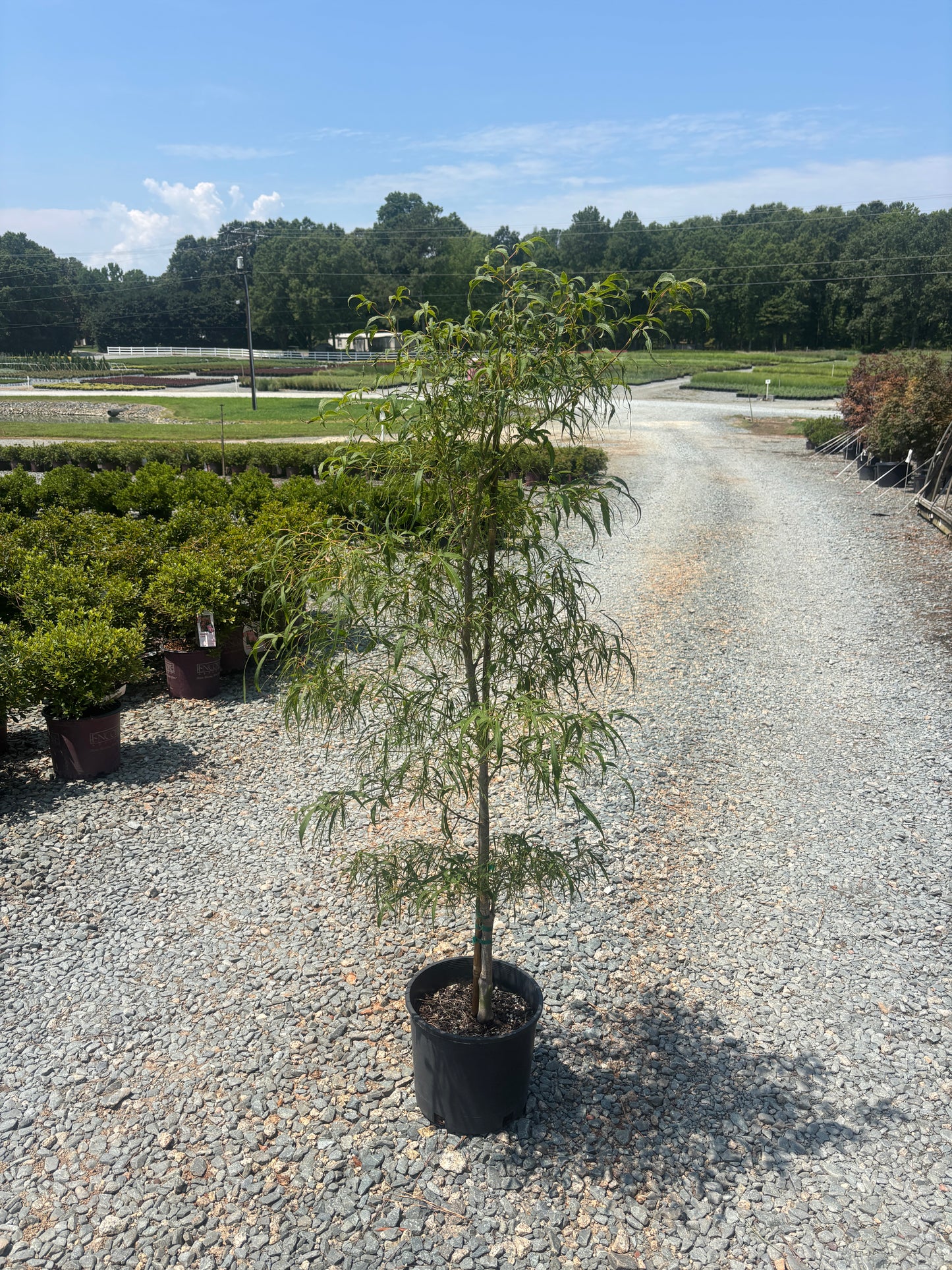 Acer palmatum 'Koto No Ito' Harp Strings Japanese Maple 3 Gallon