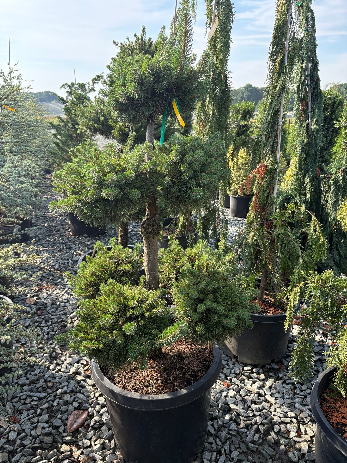 Pinus sylvestris Scotch Pine Scotch Pine Pom Pom 15 Gallon