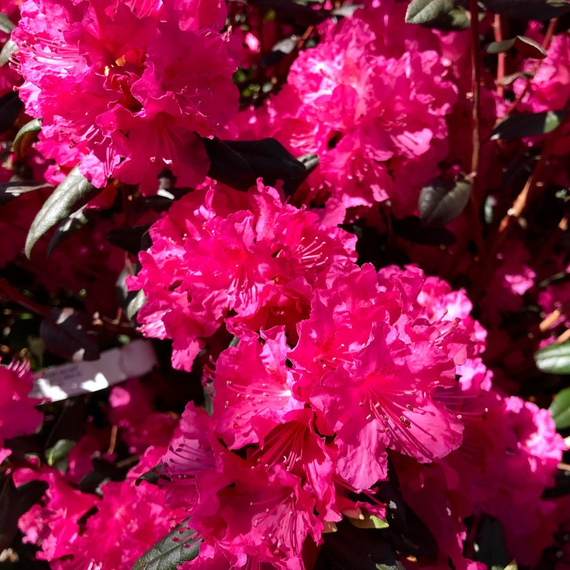 Rhododendron x 'PJM Landmark' PJM Landmark Rhododendron 3 Gallon