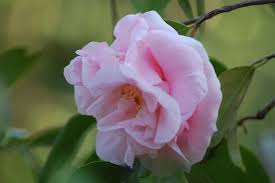 Cotton Candy Camellia 10g