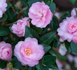 Light Pink Shi Shi™ Camellia 10 Gallon