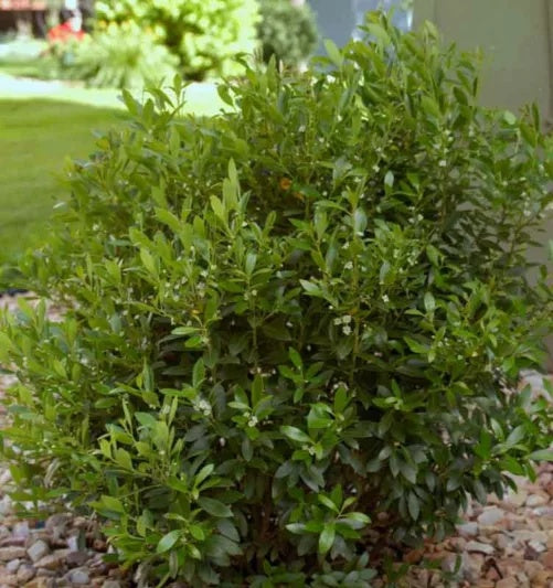 Ilex glabra 'Shamrock' Shamrock Inkberry Holly 3 Gallon