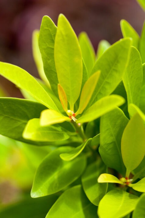 Illicium parviflorum 'PIIIP-I' PP28887 BananAppeal® Anise 3g