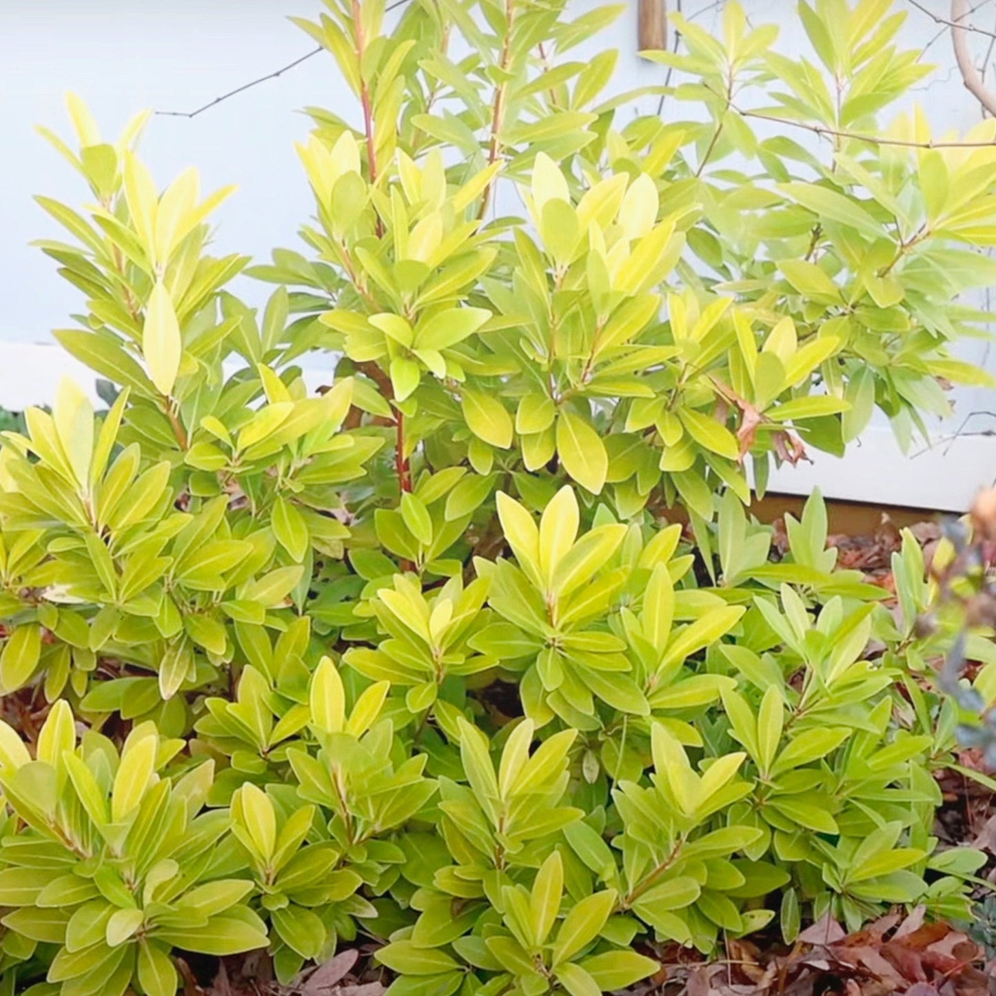 Illicium parviflorum 'Florida Sunshine' Florida Sunshine Anise 3g