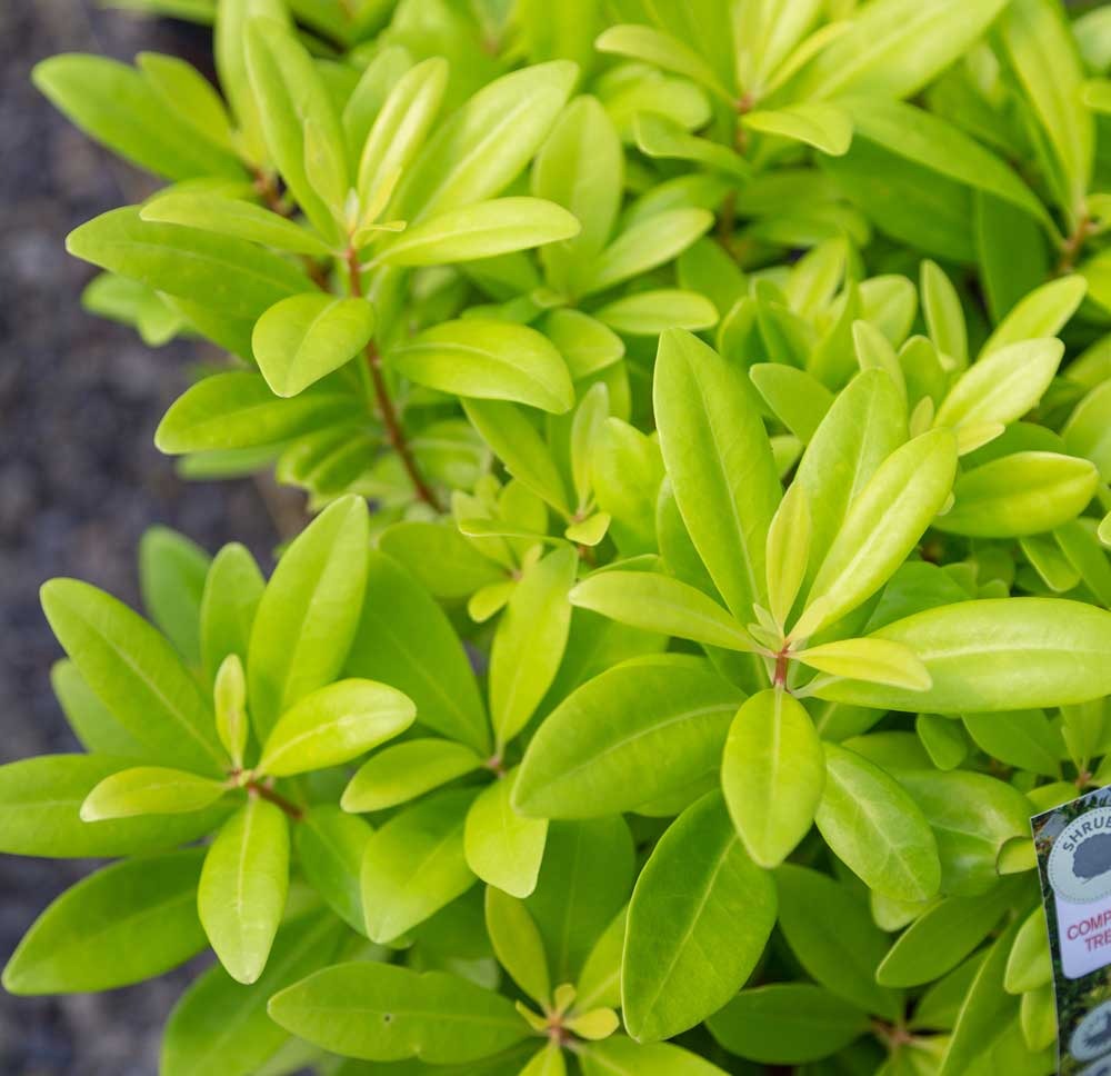 Illicium parviflorum 'Florida Sunshine' Florida Sunshine Anise 3g
