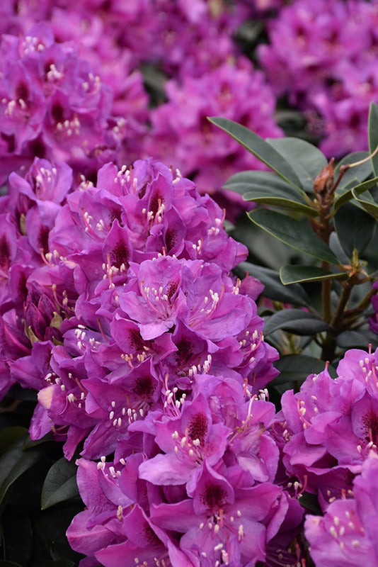 Rhododendron x 'Anah Kruschke' Anah Kruschke Rhododendron 10g