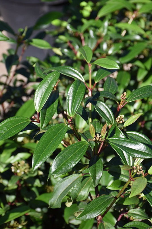 Viburnum x 'sPg-3-024' Moonlit Lace® Viburnum