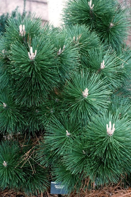 Pinus thunbergii 'Thunderhead' Thunderhead Black Pine