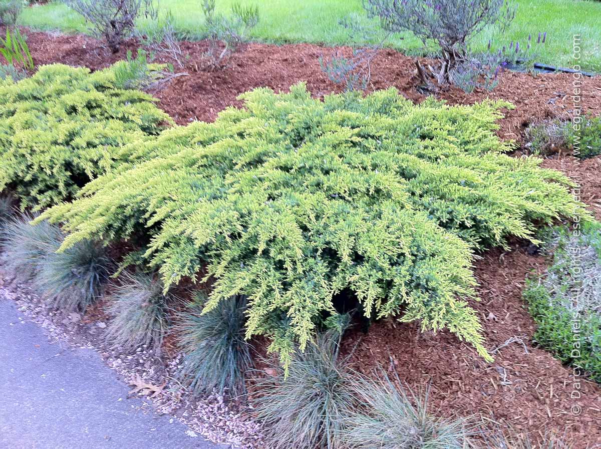 Juniperus chin x media 'Daub's Frosted' Daub's Frosted Juniper - SCULPTURED 7 Galllon