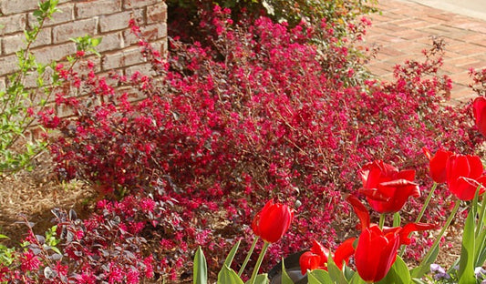 Loropetalum chin. 'Chang Nian Hong' Ever Red® Chinese Fringe Flower