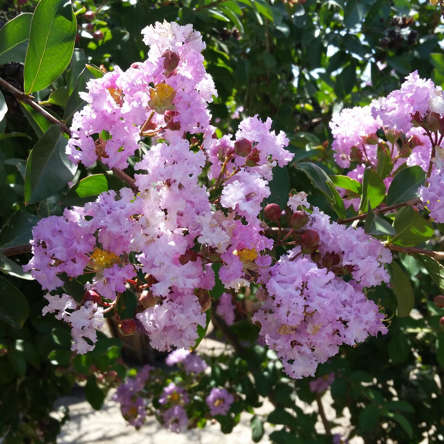 Lagerstroemia indica x fauriei 'Muskogee' Muskogee Crape Myrtle