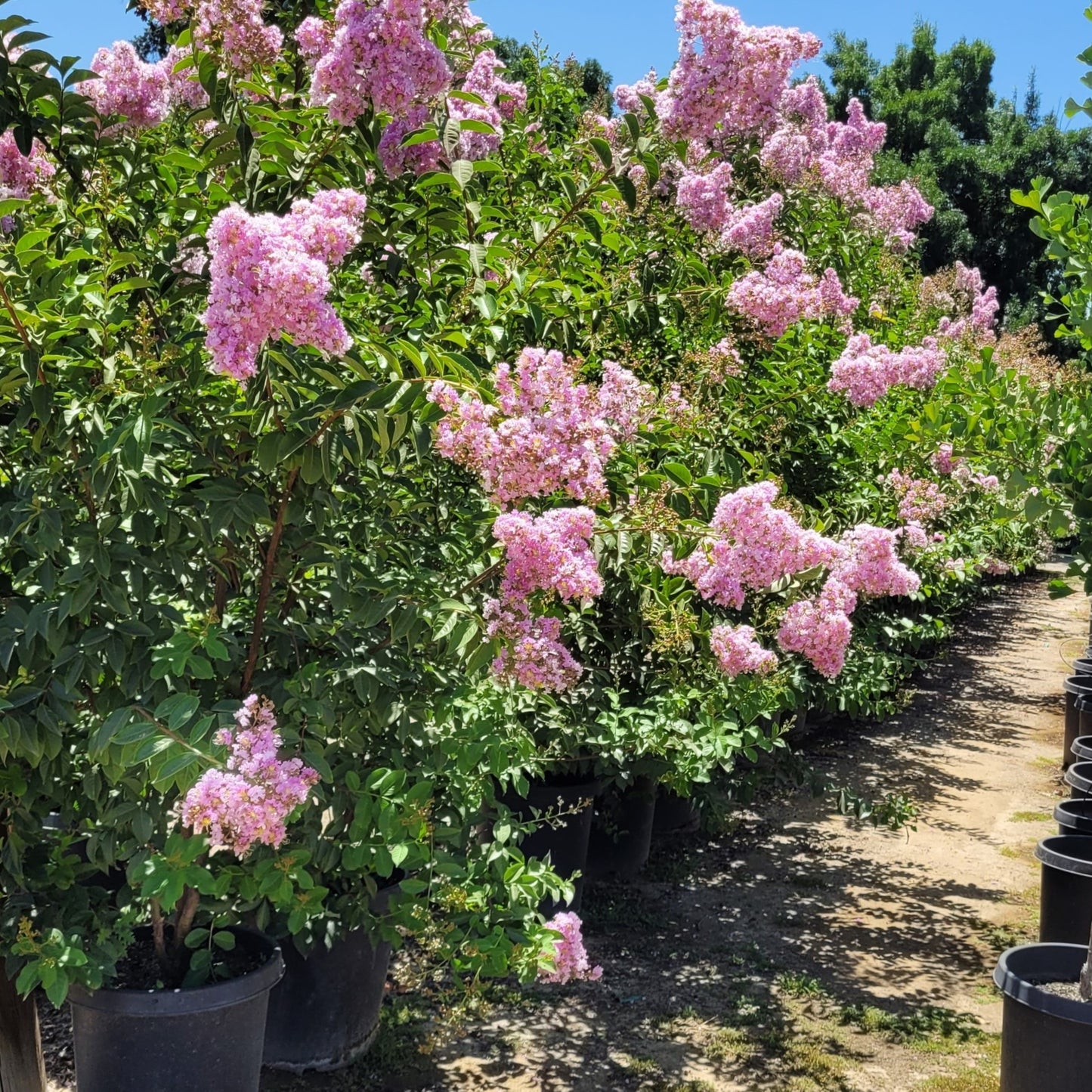 Lagerstroemia indica x fauriei 'Muskogee' Muskogee Crape Myrtle