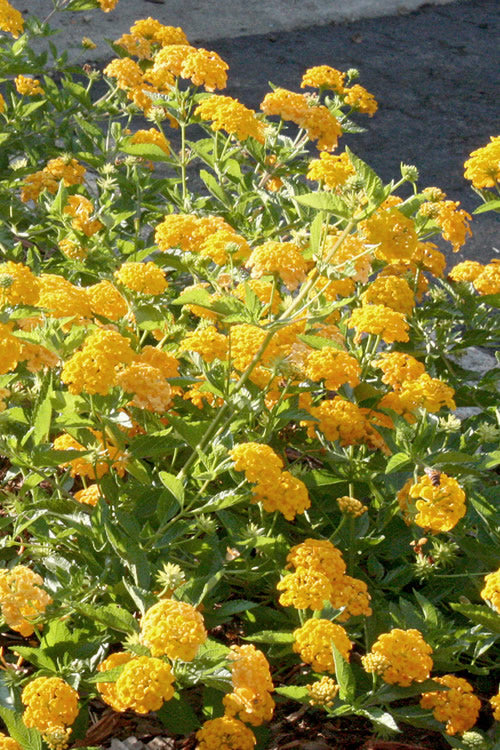Lantana camara 'Chapel Hill Gold' Chapel Hill Gold Lantana 1 Gallon