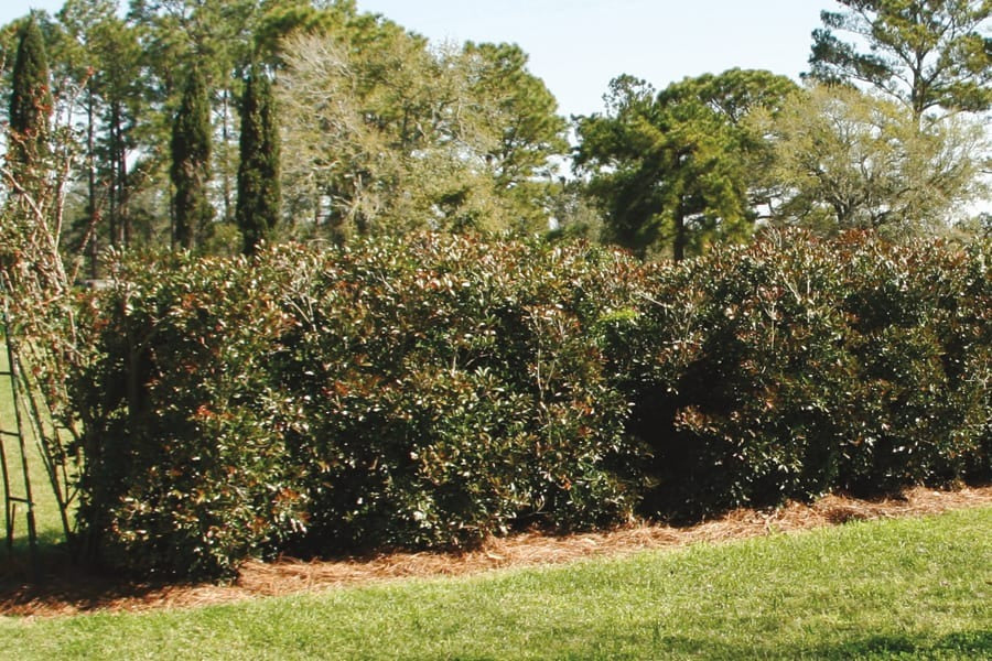 Ternstroemia gymnanthera 'Contherann' PP11737 LeAnn™ Cleyera 3g