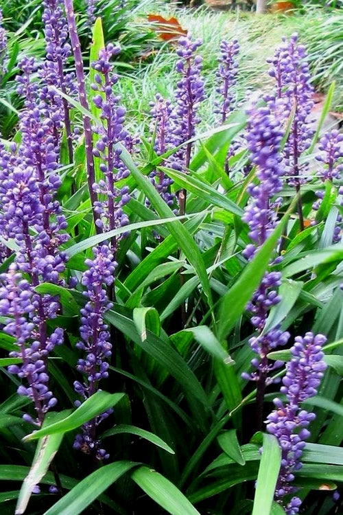 Liriope muscari 'Super Blue' Super Blue Lily Turf 1g