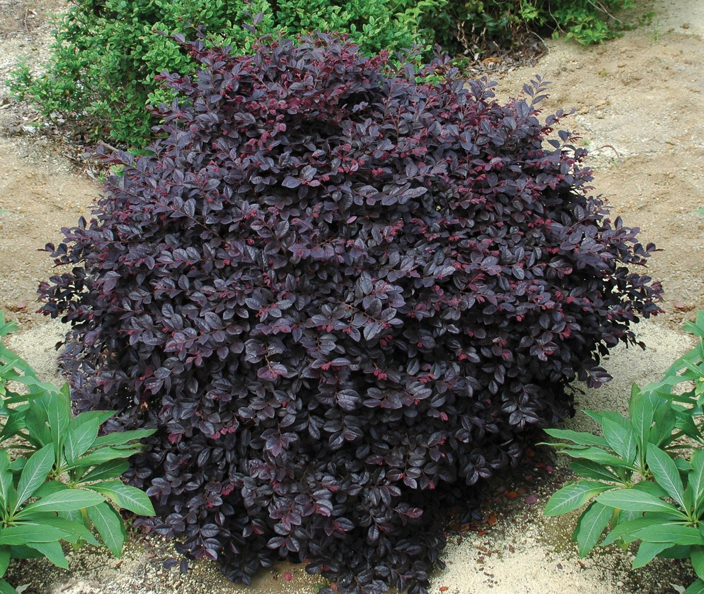 Loropetalum chinense 'Kurobijin' PP23176 Cerise Charm™ Loropetalum 7g