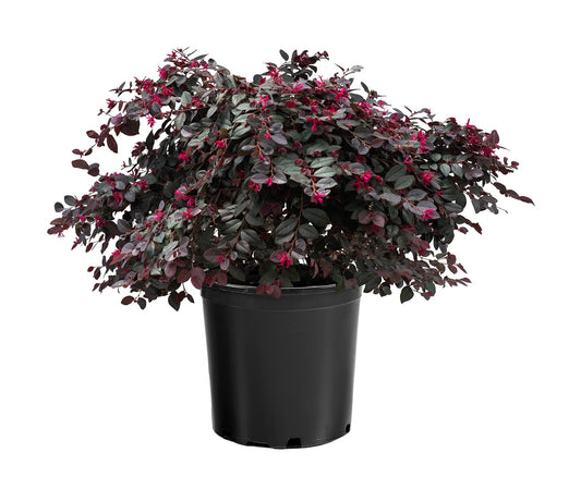 Loropetalum chinense 'Kurobijin' PP23176 Cerise Charm™ Loropetalum 7g
