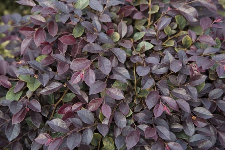 Loropetalum chin 'PPI' PP25471 Purple Daydream® Dwarf Chinese Fringe 3g