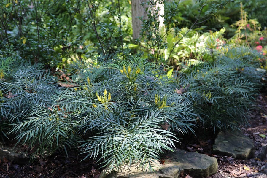 Mahonia eurybracteata 'Soft Caress' PP20183 Soft Caress Mahonia 3g