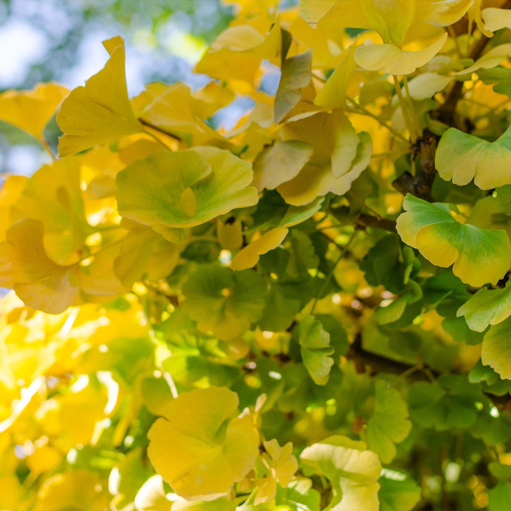 Ginkgo biloba 'Mariken' Mariken Maidenhair Tree TREE FORM