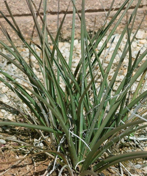 Yucca - Hesperaloe parviflora Red-flowered False Yucca 3g