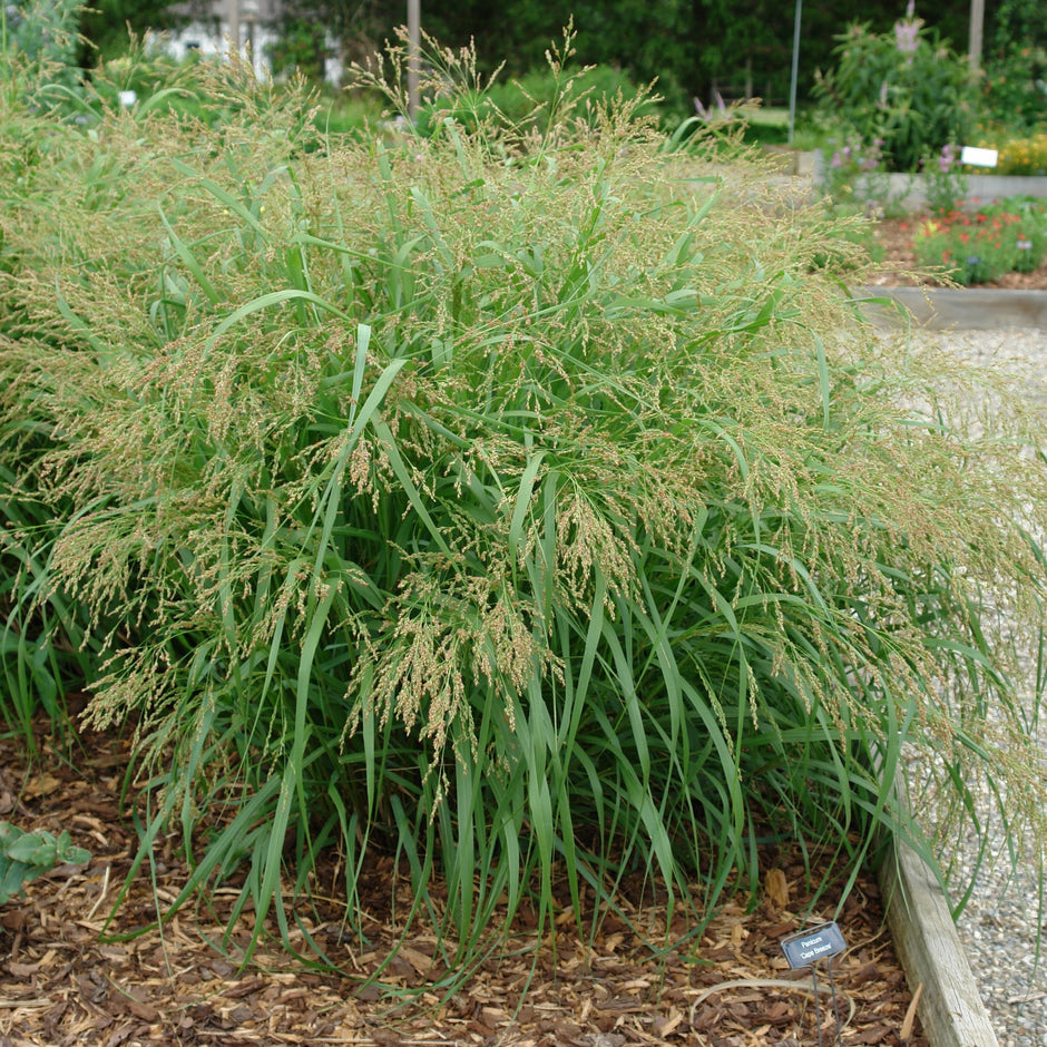 Panicum virgatum 'Cape Breeze' PP24895 Cape Breeze Switchgrass 1 Gallon