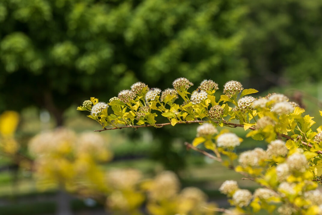 Physocarpus opulifolius 'ZLENORA' Honeycomb® Ninebark 3g