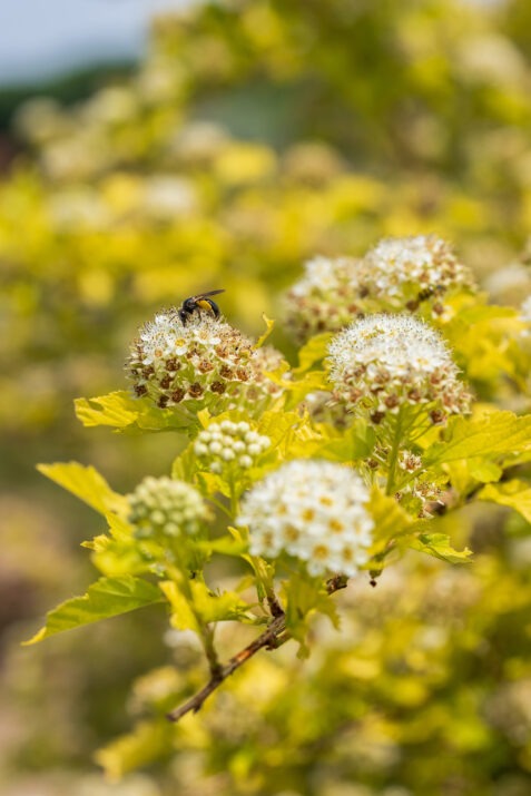 Physocarpus opulifolius 'ZLENORA' Honeycomb® Ninebark 3g