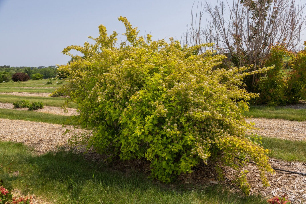 Physocarpus opulifolius 'ZLENORA' Honeycomb® Ninebark 3g