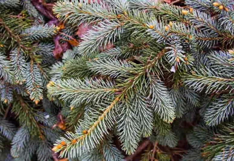 Picea pungens 'The Blues' Weeping Colorado Blue Spruce 10 Gallon