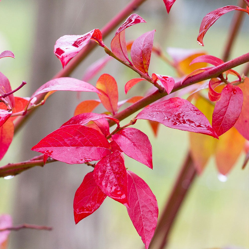 Vaccinium ashei 'Premier' Premier Rabbiteye Blueberry 3g