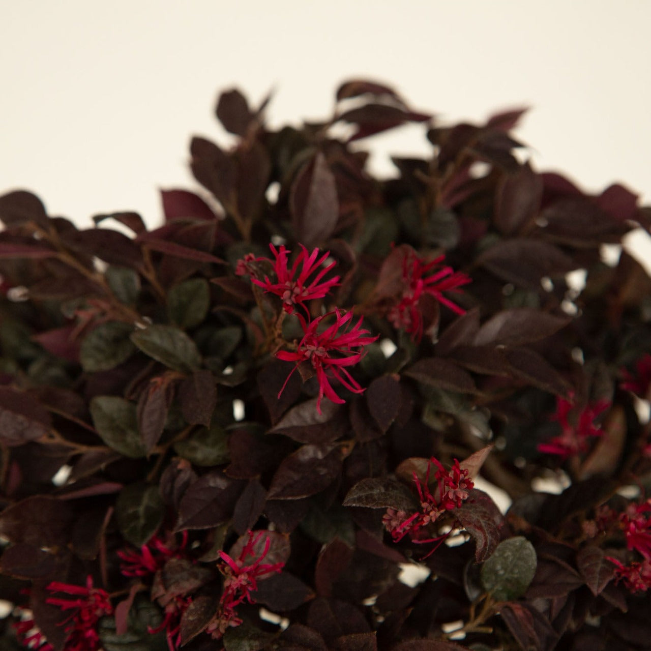 Loropetalum chin 'PPI' PP25471 Purple Daydream® Dwarf Chinese Fringe 3g