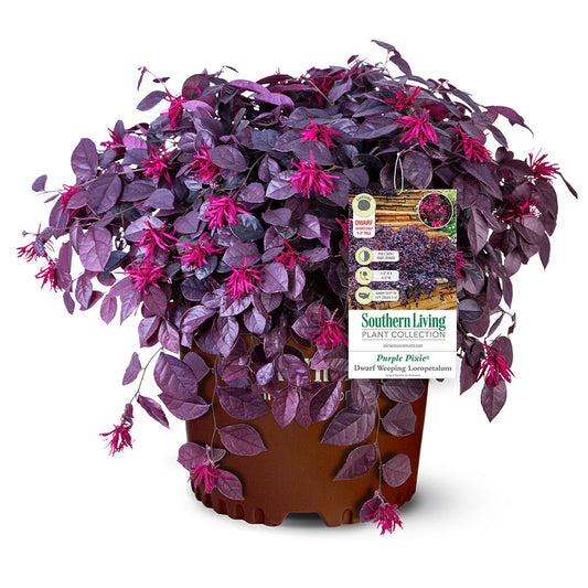Loropetalum chin. 'Peack' PP18441 Purple Pixie® Dwarf Weeping Loropetalum 3g