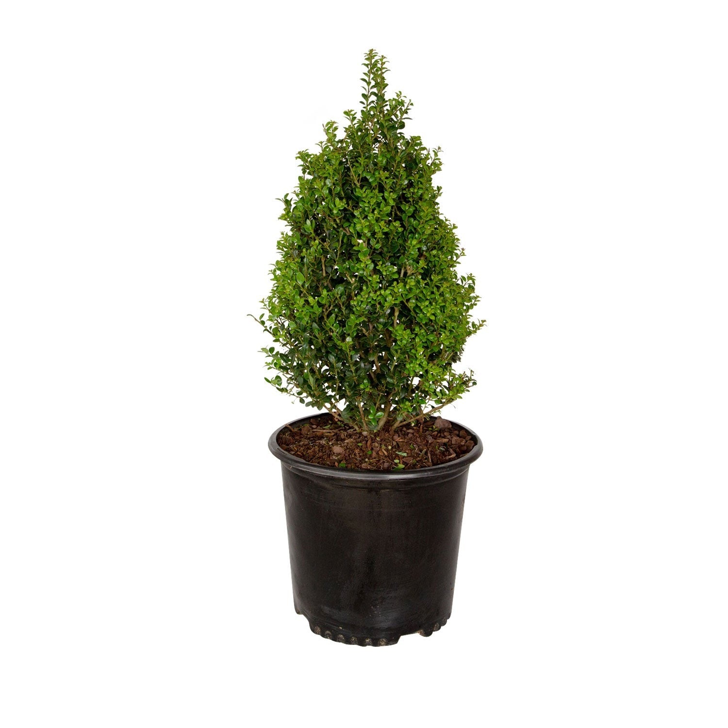 Ilex crenata 'Steeds' Steeds Upright Holly – Richardson Roots
